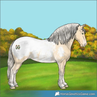 Horse Color:Gold Cream Champagne Appaloosa 