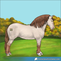 Horse Color:Gold Champagne Dun