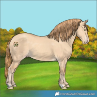 Horse Color:Gold Champagne Dun 