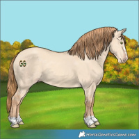 Horse Color:Gold Champagne Dun 