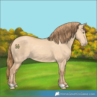 Horse Color:Gold Champagne Dun