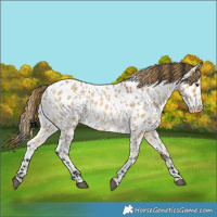 Horse Color:Buckskin Dun Appaloosa 