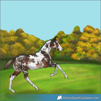 Horse Color:White Spotted Liver Chestnut 