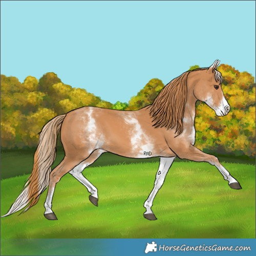 Horse Color:White Spotted Chestnut Splash 