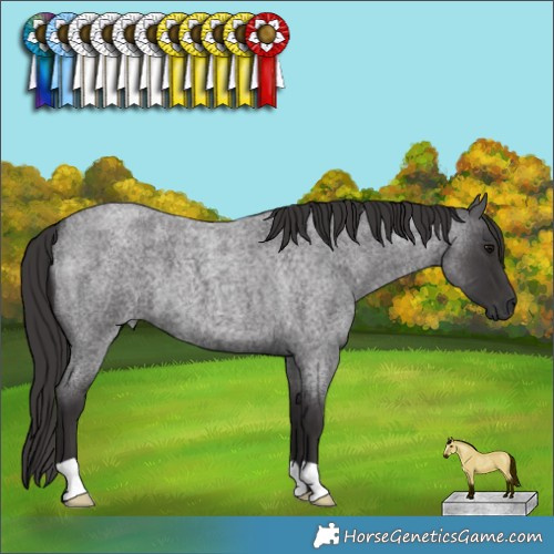 Horse Color:Smoky Blue Roan 
