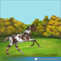 Horse Color:White Spotted Liver Chestnut 