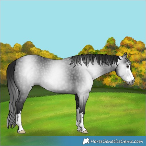 Horse Color:Gray Black 