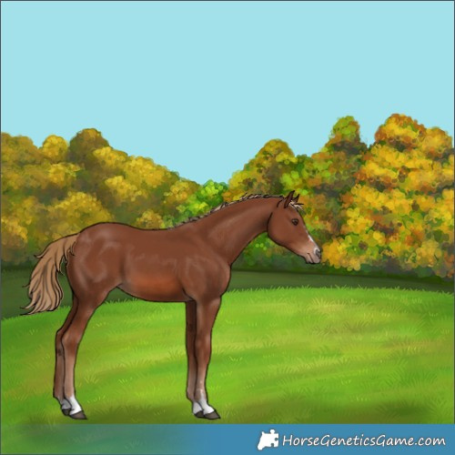 Horse Color:Chestnut 