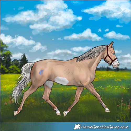 Horse Color:Silver Amber Champagne Frame 