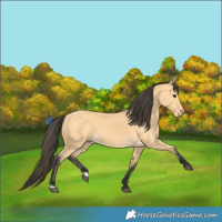 Horse Color:Buckskin 