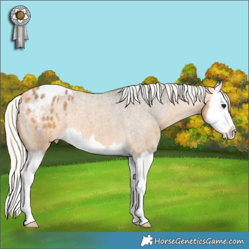 Horse Color:Silver Buckskin Roan Splash Appaloosa