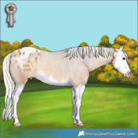 Horse Color:Silver Buckskin Roan Splash Appaloosa 