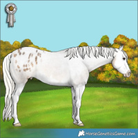 Horse Color:Silver Buckskin Roan Splash Varnish