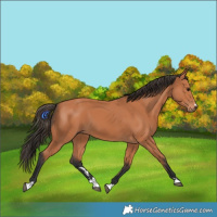 Horse Color:Bay 