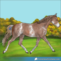 Horse Color:White Spotted Chestnut Sabino