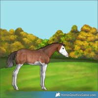 Horse Color:Bay Splash Rabicano 
