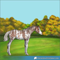 Horse Color:Silver Brown Sabino