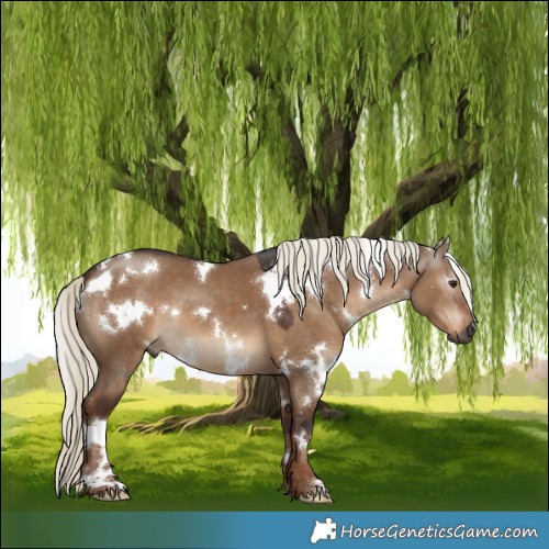 Horse Color:Gray White Spotted Liver Red Dun Mushroom 