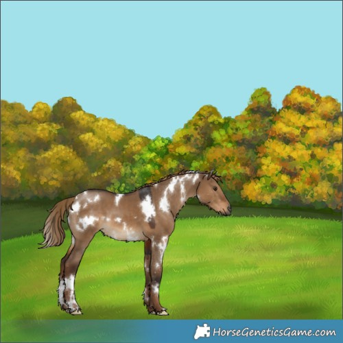 Horse Color:Gray White Spotted Liver Red Dun 