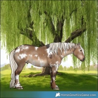 Horse Color:Gray White Spotted Liver Red Dun Mushroom