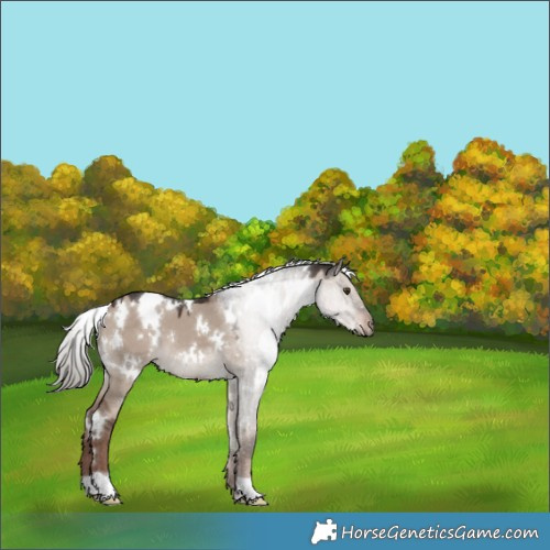 Horse Color:White Spotted Liver Red Dun Mushroom 