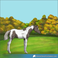 Horse Color:Silver Black Tobiano 