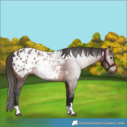 Horse Color:Gray Bay Appaloosa 