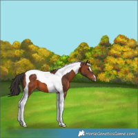 Horse Color:Brown Tobiano