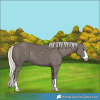 Horse Color:Silver Smoky Black 