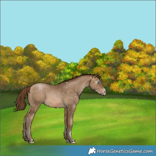 Horse Color:Gray Buckskin Pearl Appaloosa 