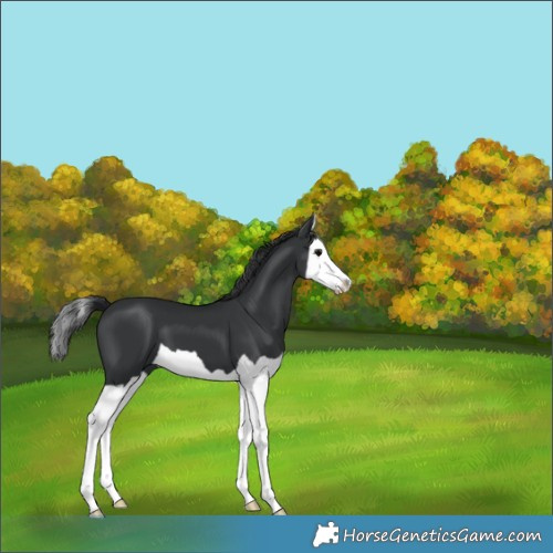 Horse Color:Black Splash 