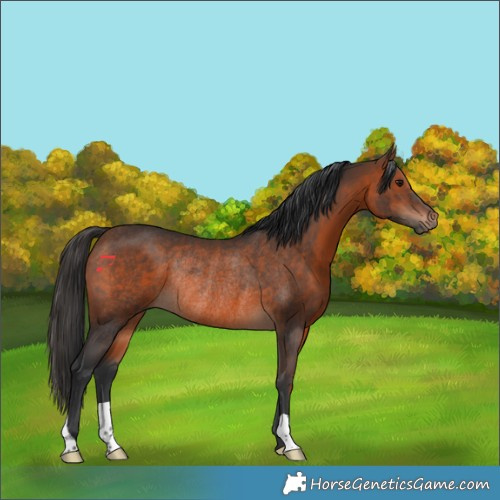 Horse Color:Brown Rabicano 