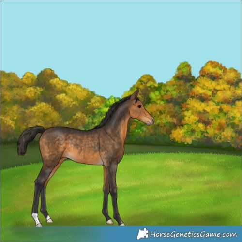 Horse Color:Buckskin Rabicano 