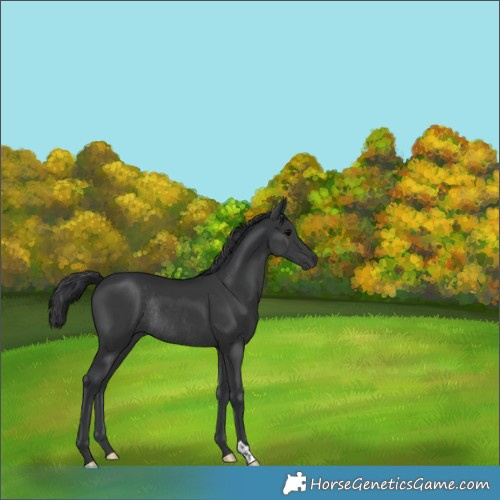 Horse Color:Black Rabicano 
