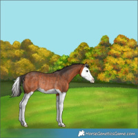 Horse Color:Bay Splash Rabicano 
