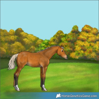 Horse Color:Gray Silver Buckskin