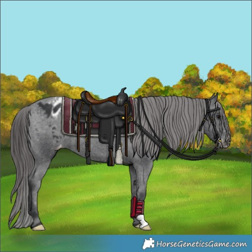 Horse Color:Black Appaloosa 