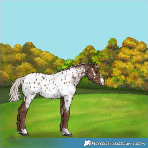 Horse Color:Silver Black Appaloosa 