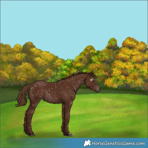 Horse Color:Gray Chestnut Appaloosa Rabicano 