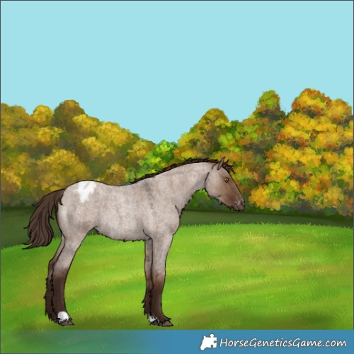 Horse Color:Liver Red Dun Roan Appaloosa Rabicano 