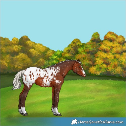 Horse Color:Silver Brown Appaloosa 