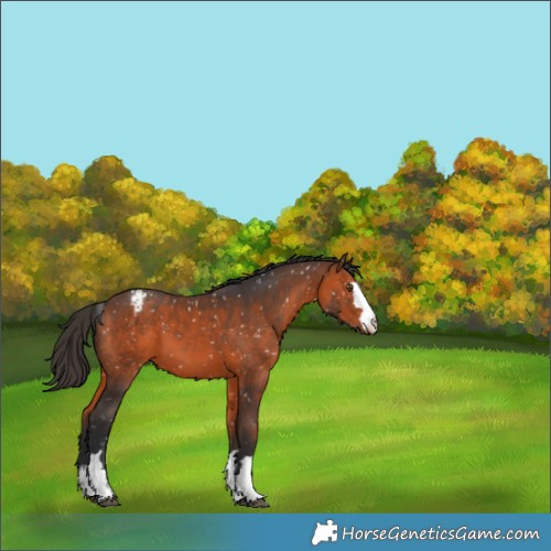 Horse Color:Bay Appaloosa 