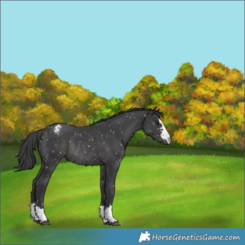 Horse Color:Black Appaloosa Rabicano 