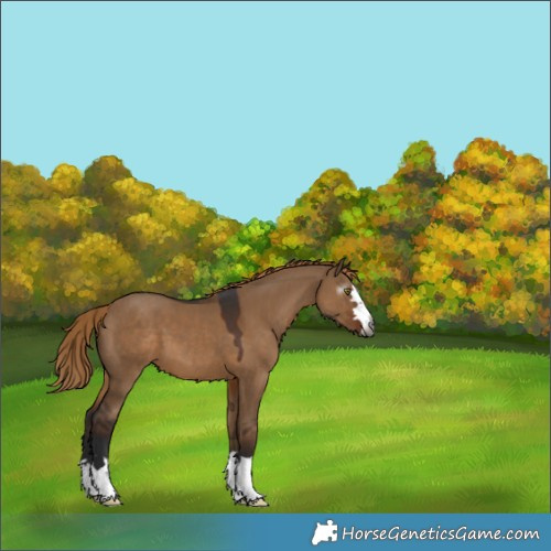 Horse Color:Gray Liver Red Dun 
