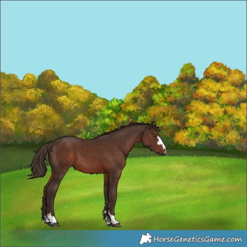 Horse Color:Liver Chestnut 