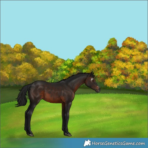 Horse Color:Gray Brown 
