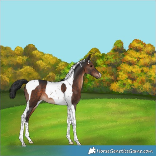 Horse Color:Brown Tobiano 