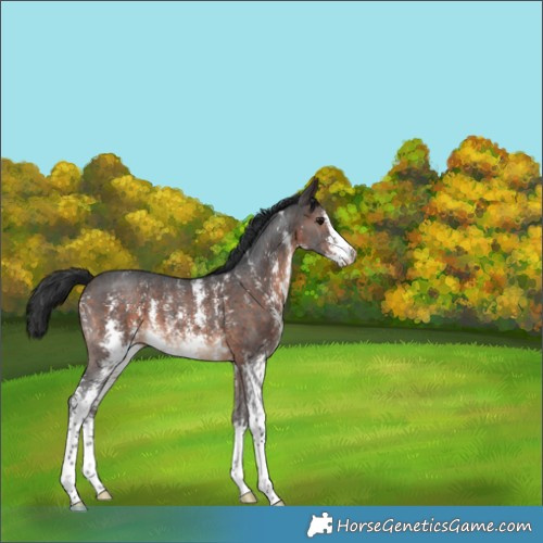 Horse Color:Brown Sabino 