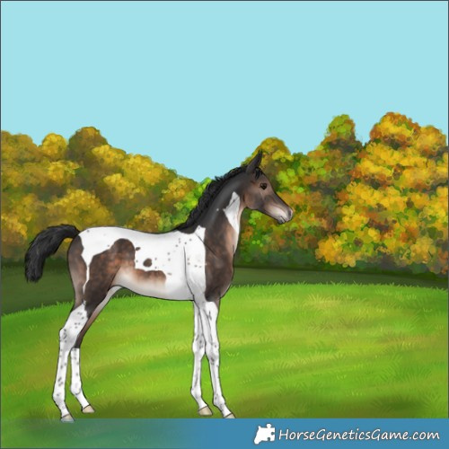 Horse Color:Brown Tobiano 
