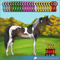 Horse Color:Brown Tobiano 